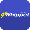 Whippet