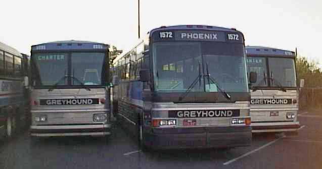 Greyhound Phoenix