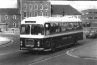 Asian Greyhound Bristol RELH at Langley